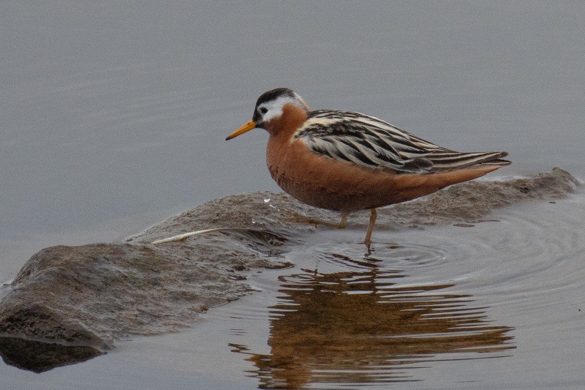 Red Phalarope - ML640268920
