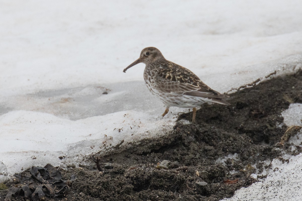 Purple Sandpiper - ML640268927