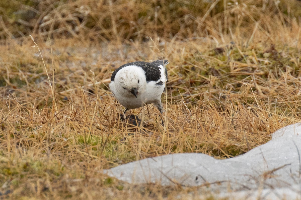 雪鵐 - ML640268956