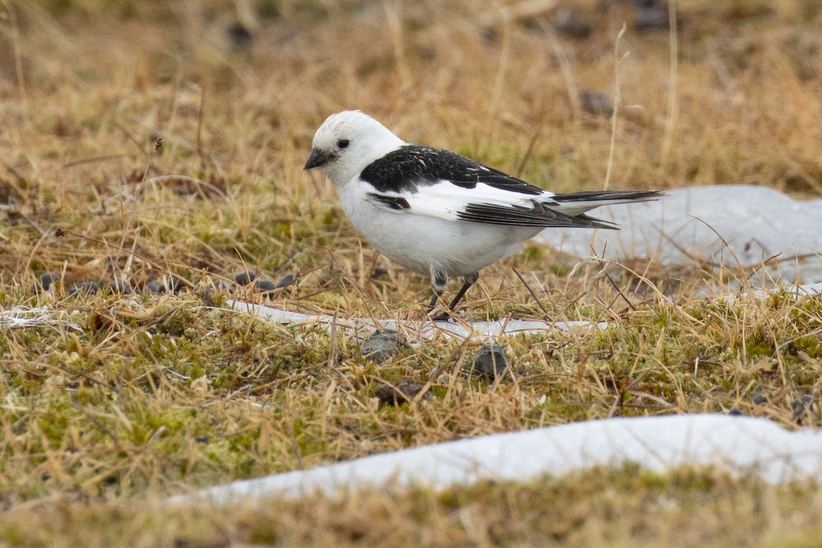 雪鵐 - ML640268957