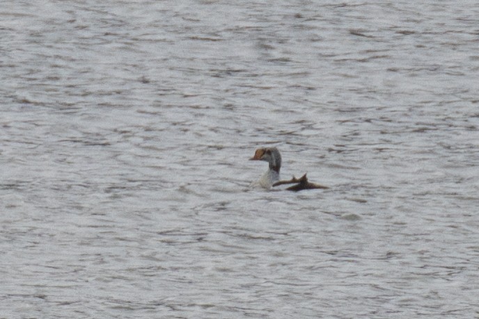 King Eider - ML640269064