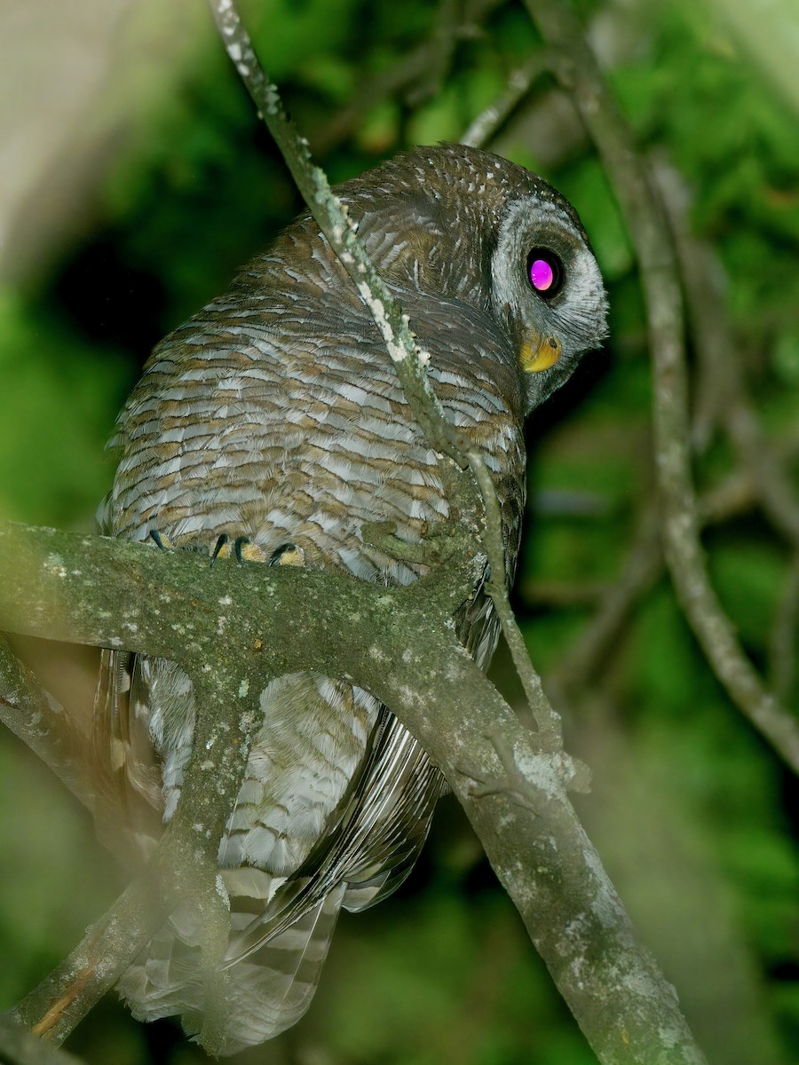 African Wood-Owl - ML640269068