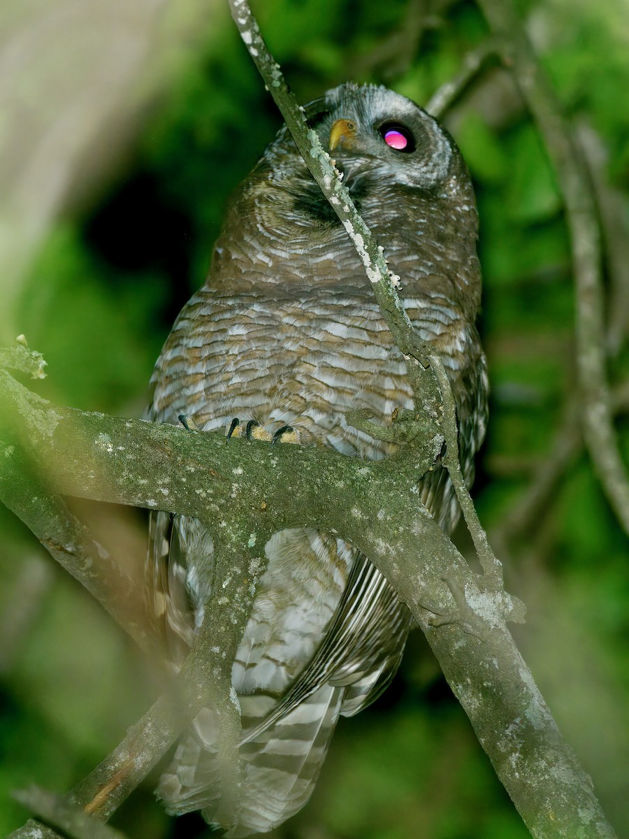 African Wood-Owl - ML640269069