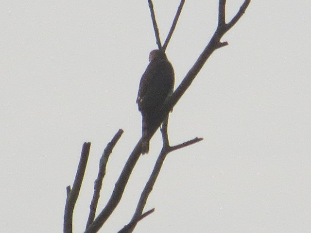 Sharp-shinned Hawk - ML640269076