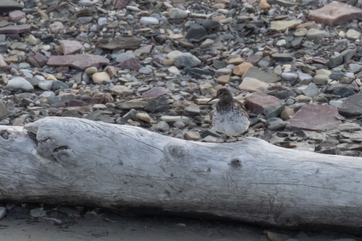 Purple Sandpiper - ML640269077