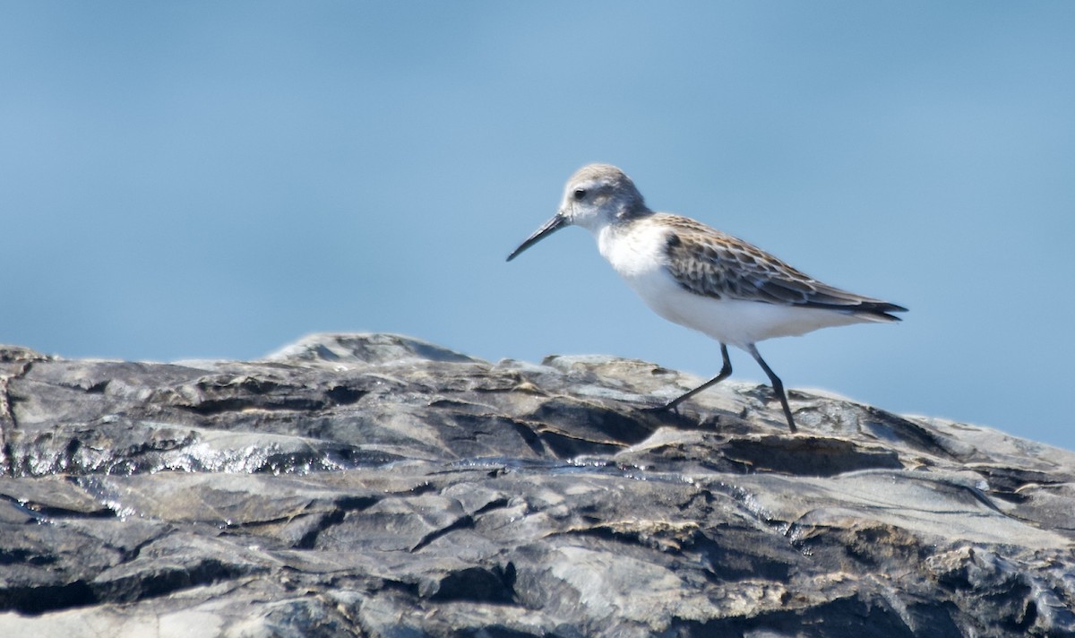 Western Sandpiper - ML640269081