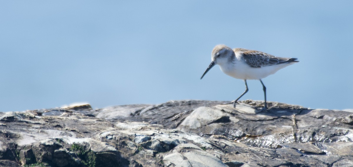 Western Sandpiper - ML640269082