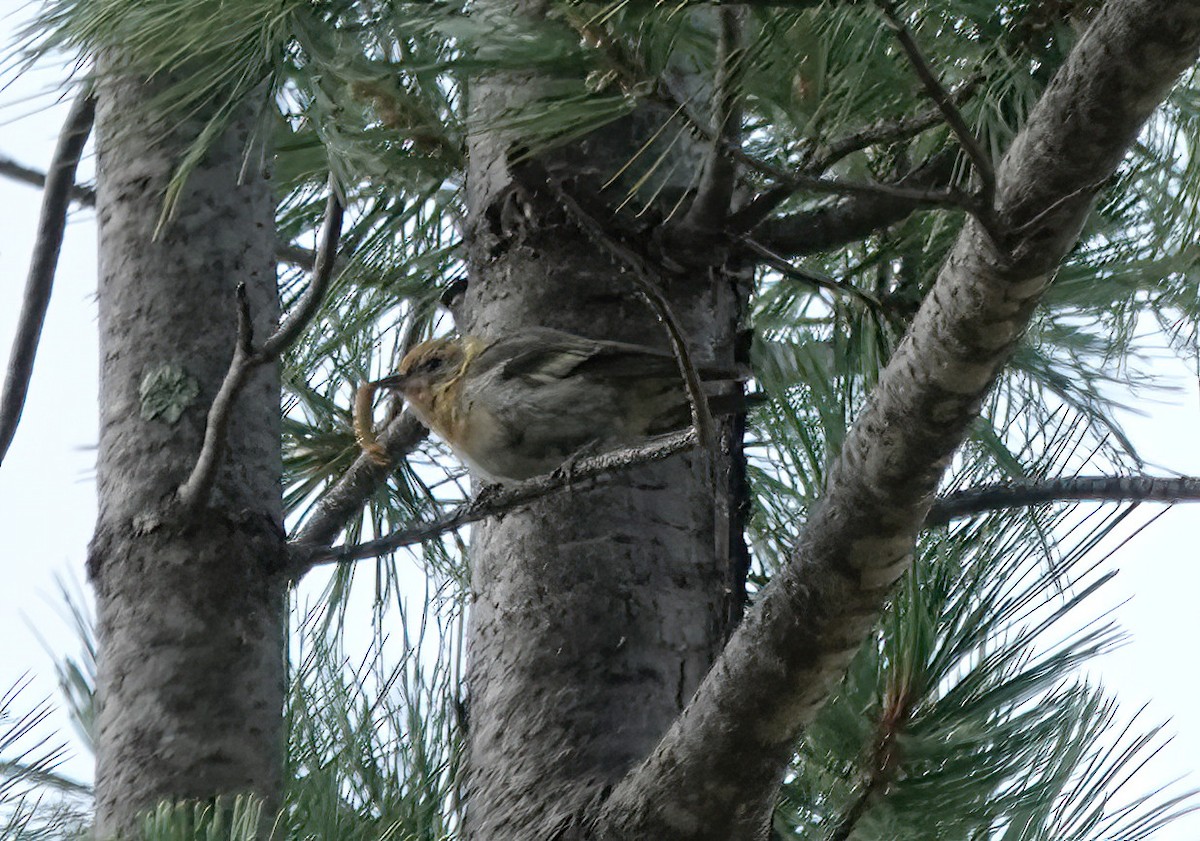 Olive Warbler - ML640269083
