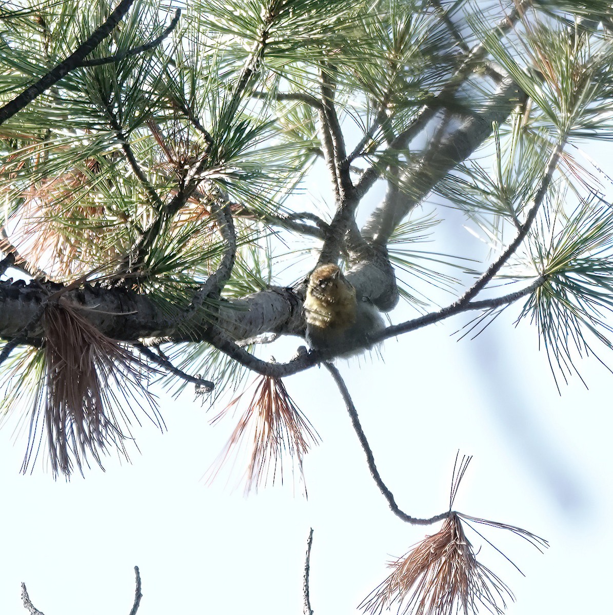 Olive Warbler - ML640269084