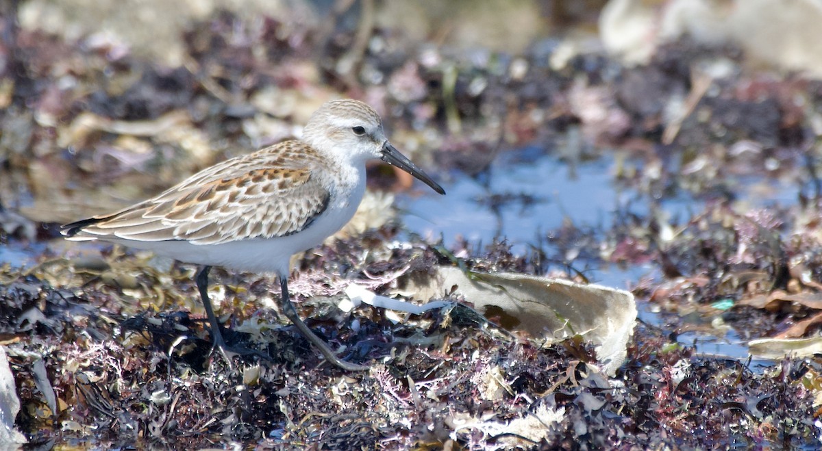 Western Sandpiper - ML640269085