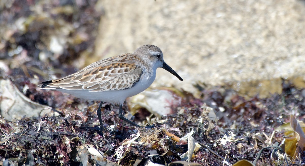 Western Sandpiper - ML640269086
