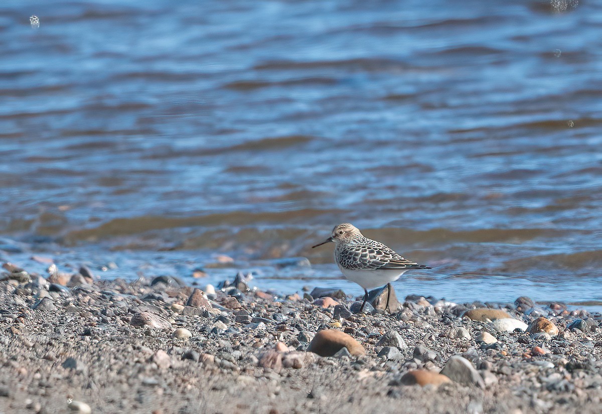 Bairdstrandläufer - ML640269102