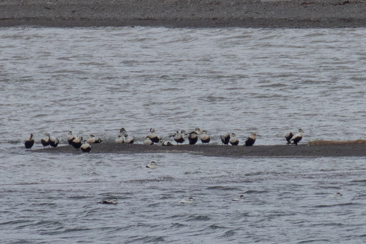 King Eider - ML640269125