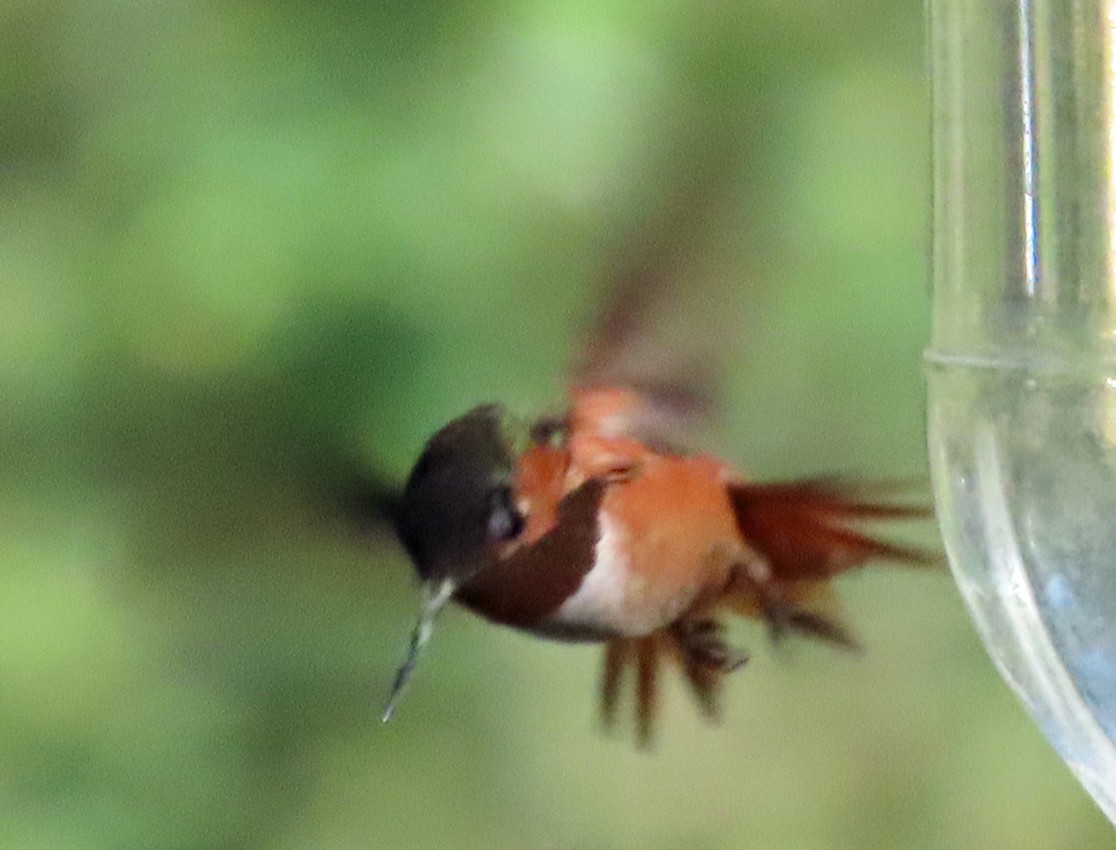 Allen's Hummingbird - ML640269151