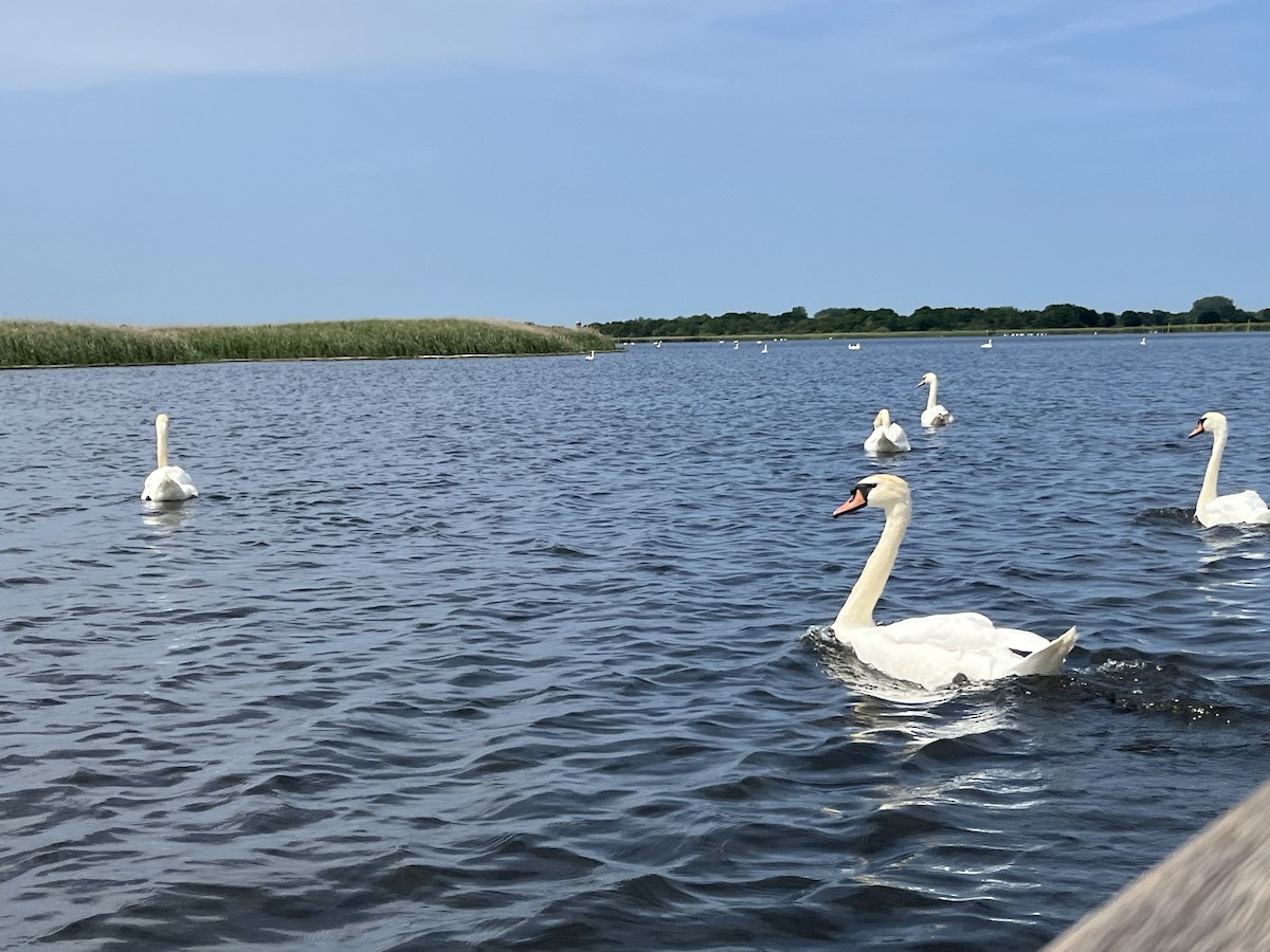 Mute Swan - ML640269281