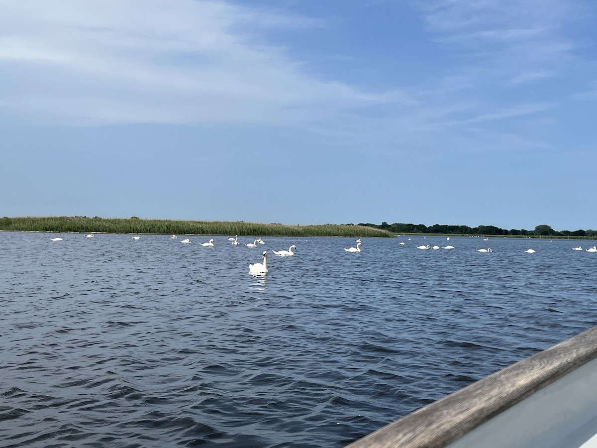 Mute Swan - ML640269282
