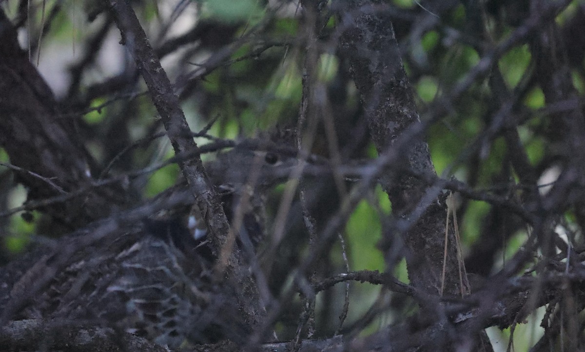 Ruffed Grouse - ML640269306