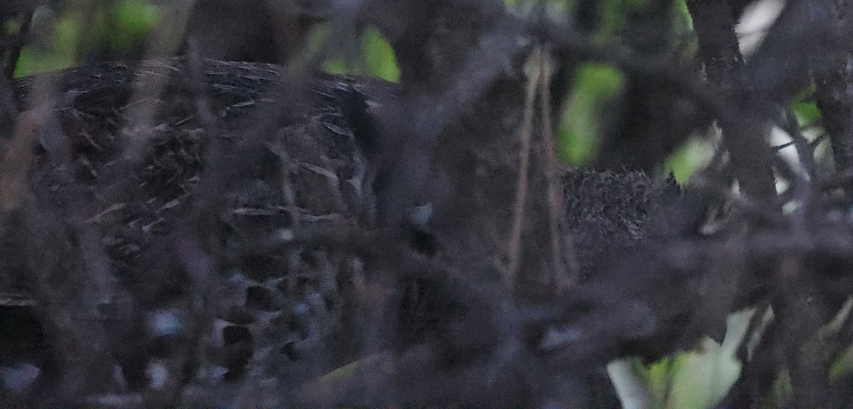 Ruffed Grouse - ML640269308