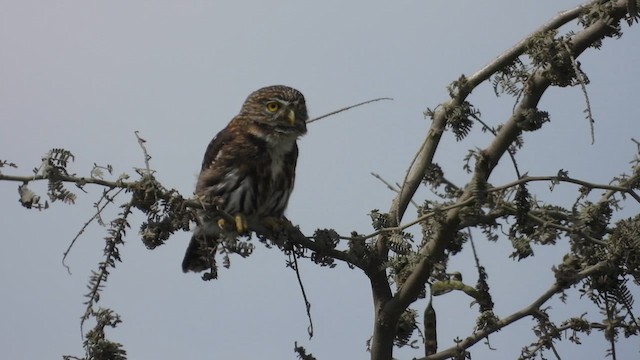 Peruvian Pygmy-Owl - ML640269351