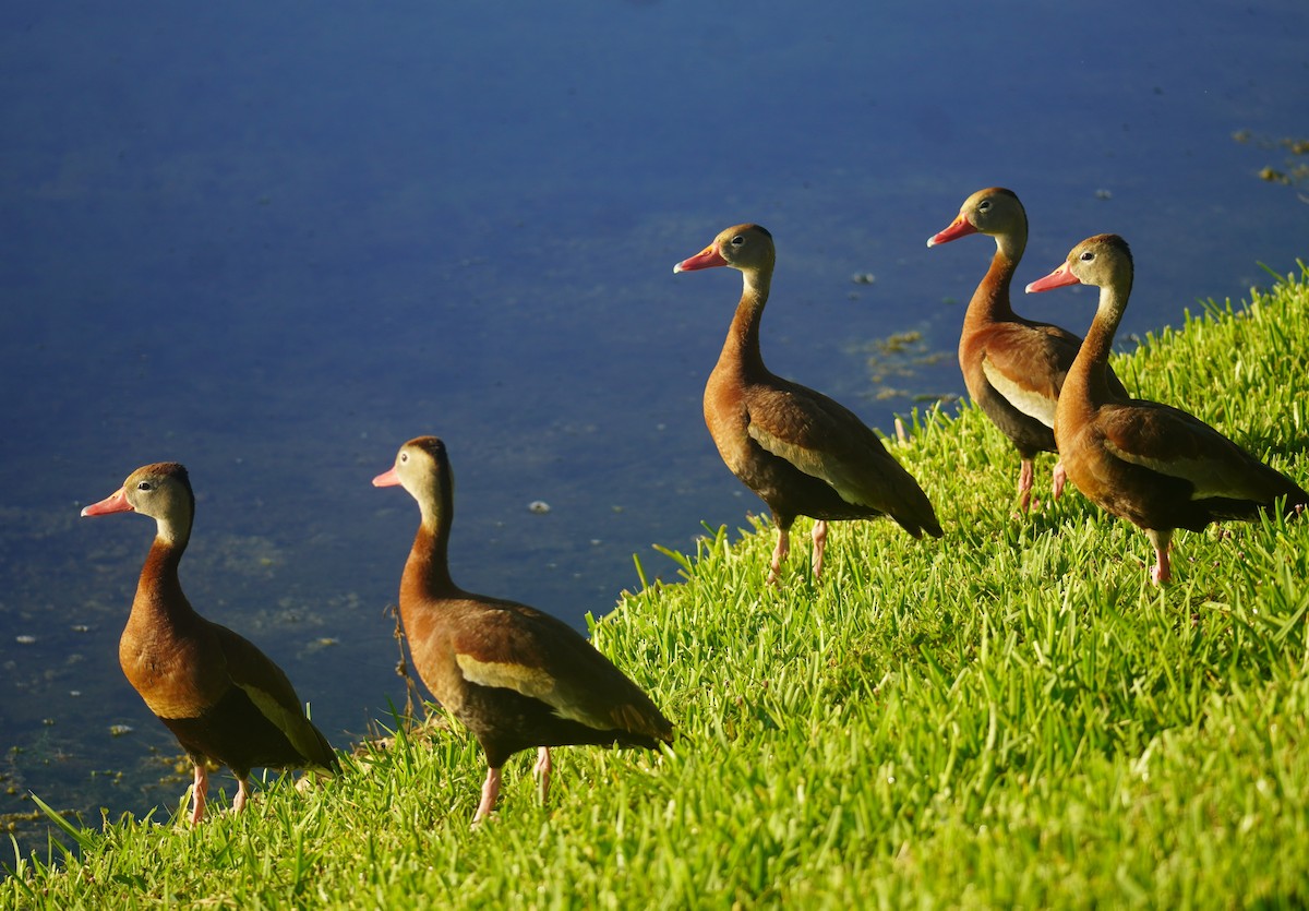 Black-bellied Whistling-Duck - ML640269371