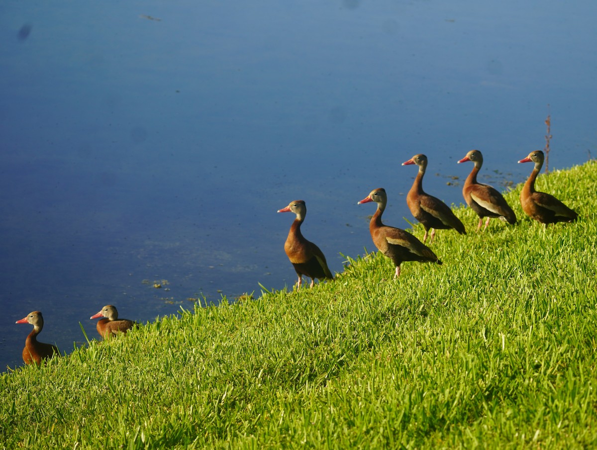 Black-bellied Whistling-Duck - ML640269372