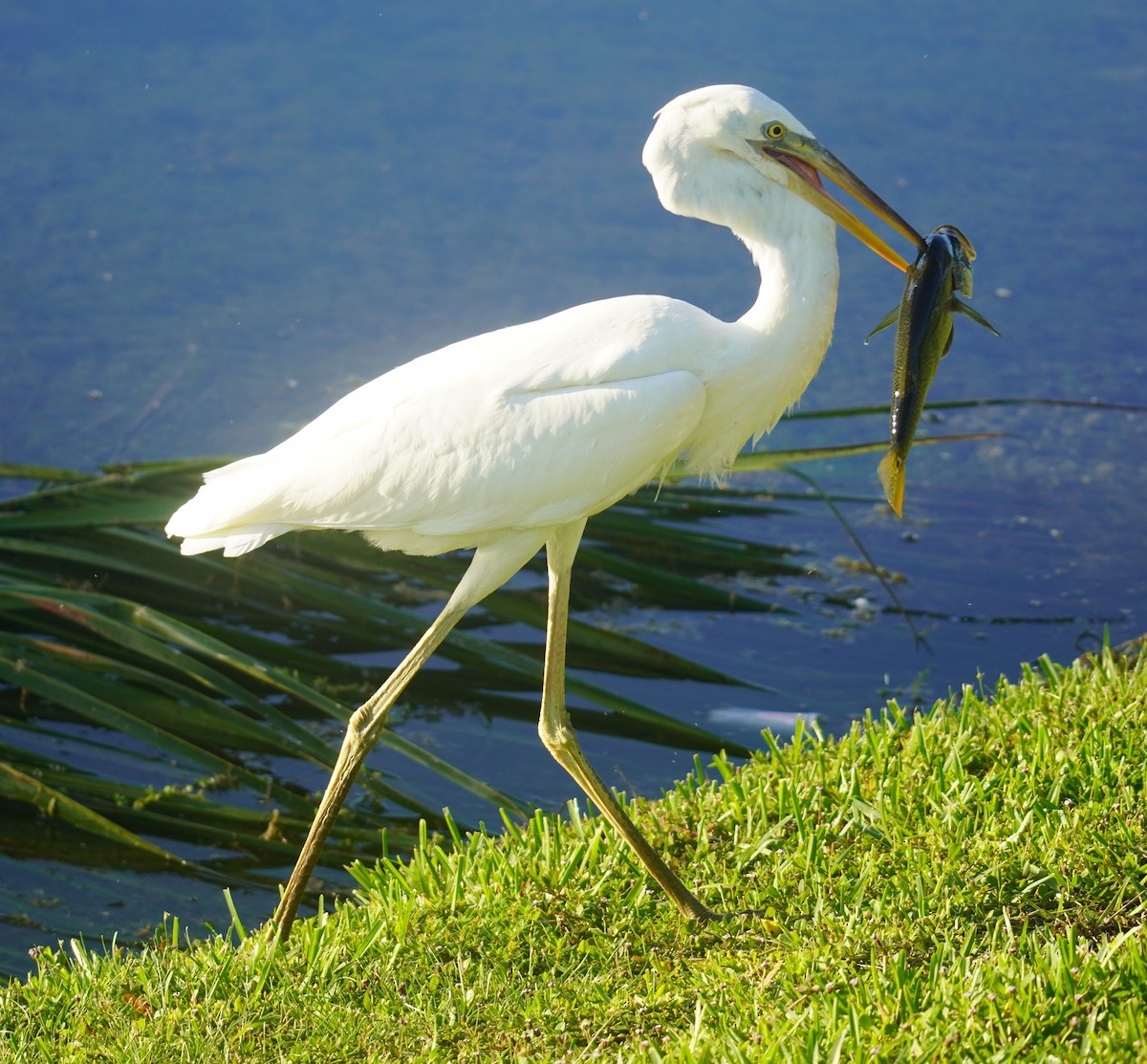 Great Blue Heron (Great White) - ML640269376