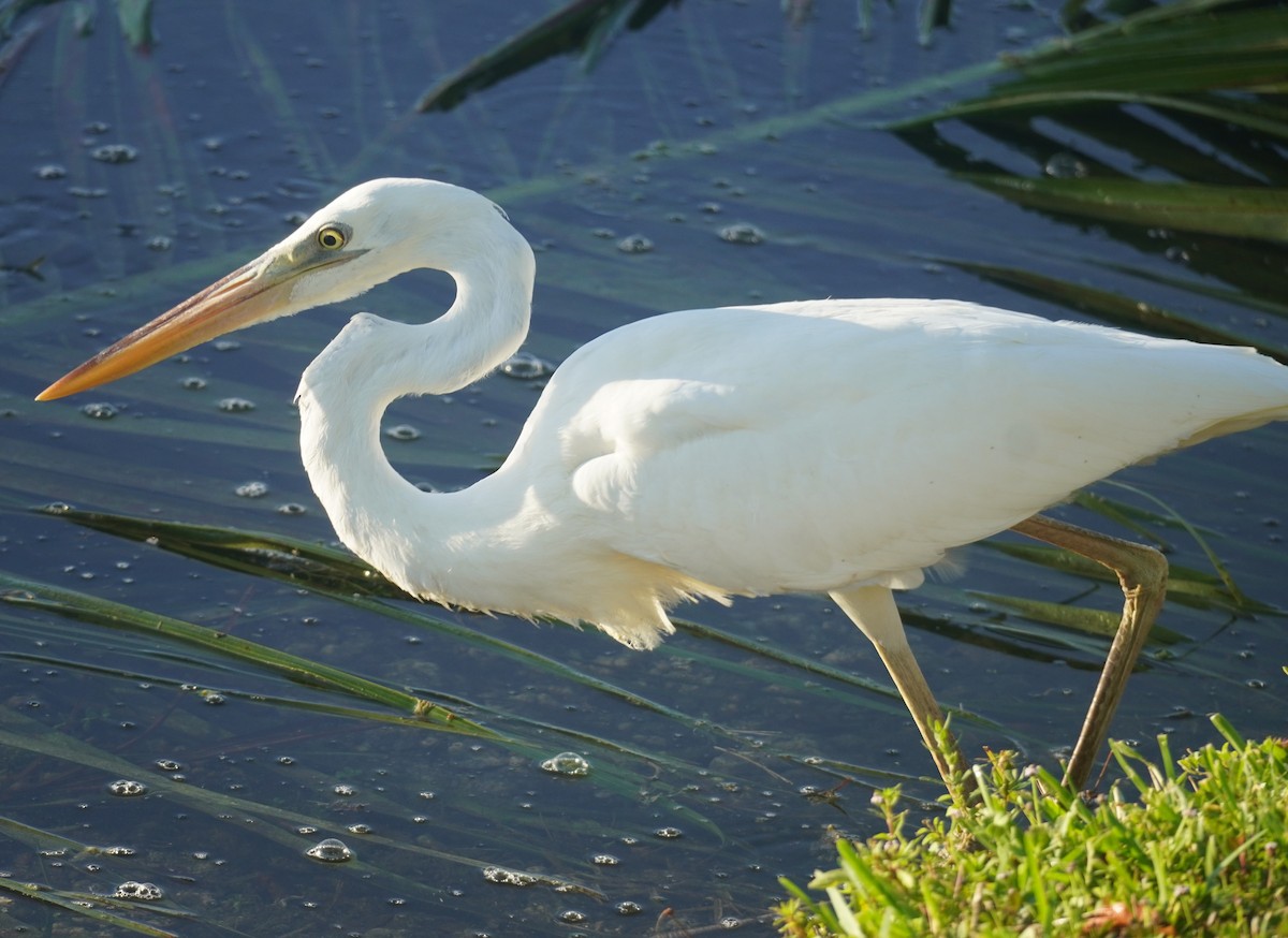 Great Blue Heron (Great White) - ML640269377