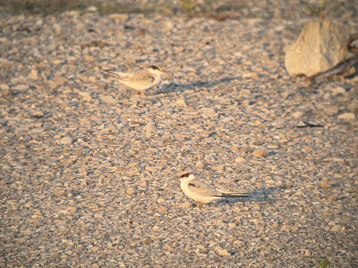 Least Tern - ML640269380