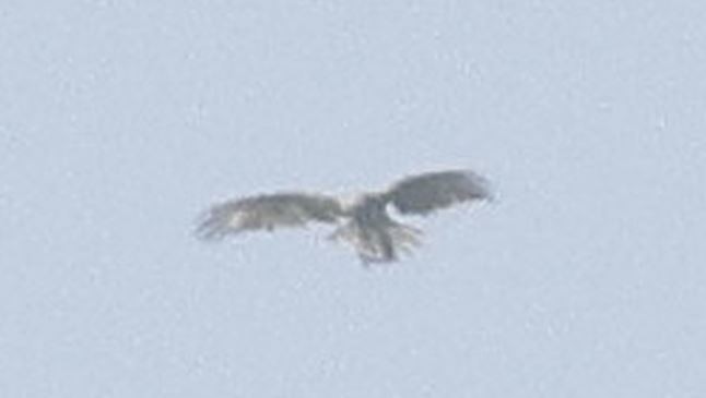 Schlangenadler - ML640269388