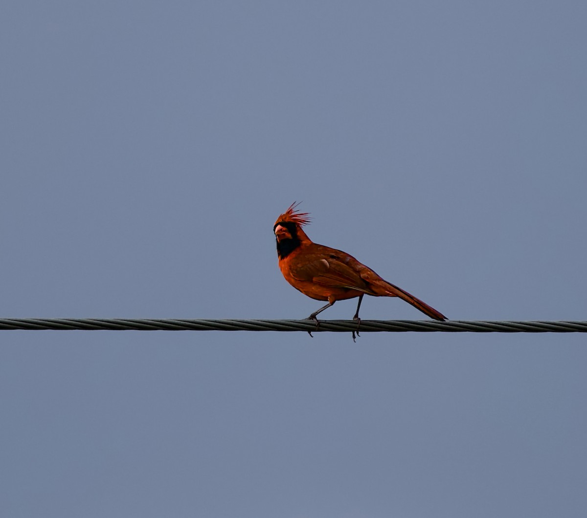 Northern Cardinal - ML640269486
