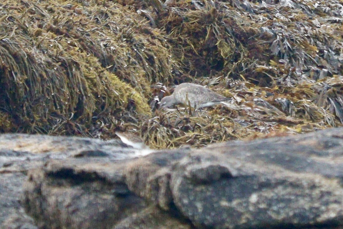 Boz Düdükçün - ML640269558