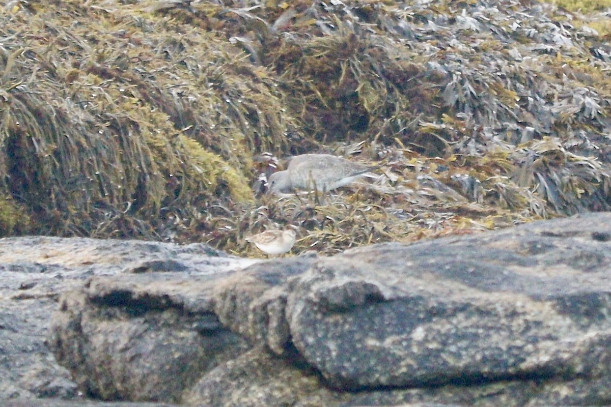 Boz Düdükçün - ML640269559