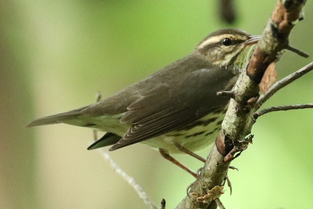 Northern Waterthrush - ML640269686