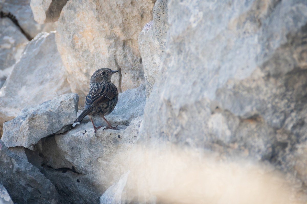 Dunnock - ML640269719