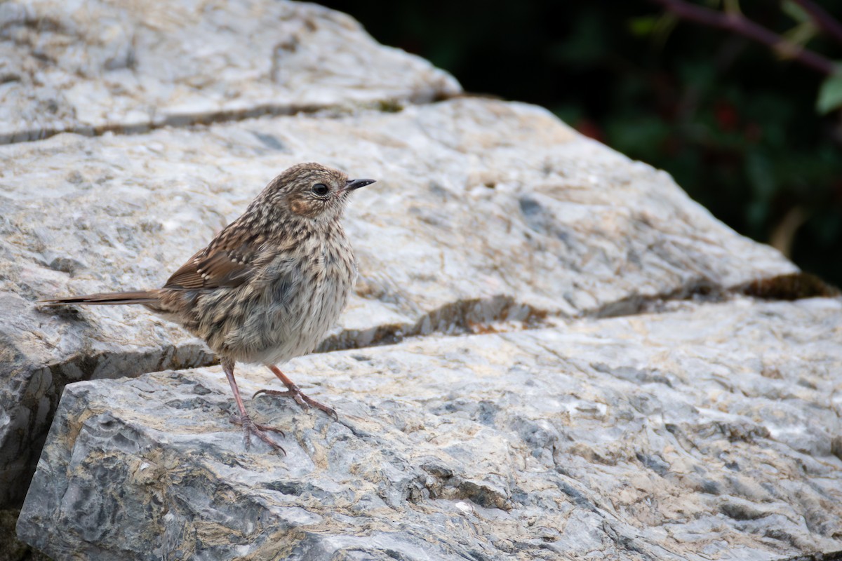 Dunnock - ML640269720