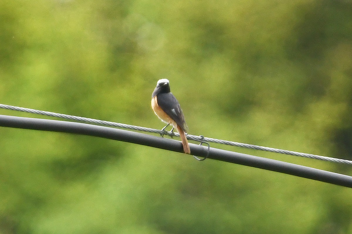Hodgson's Redstart - ML640269724