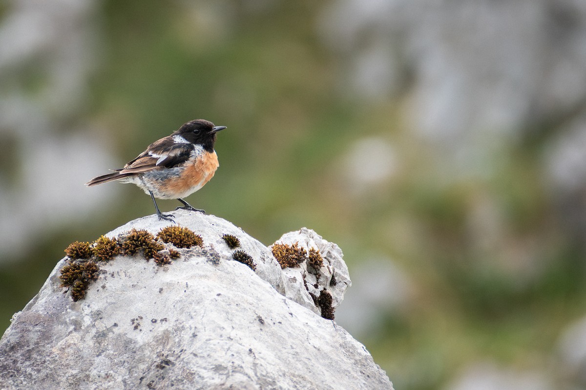 European Stonechat - ML640269734