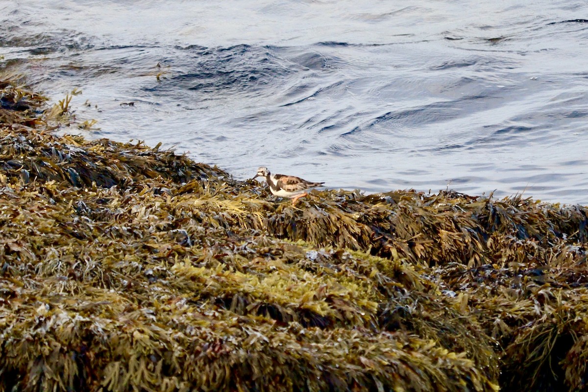 Taşçeviren - ML640269810