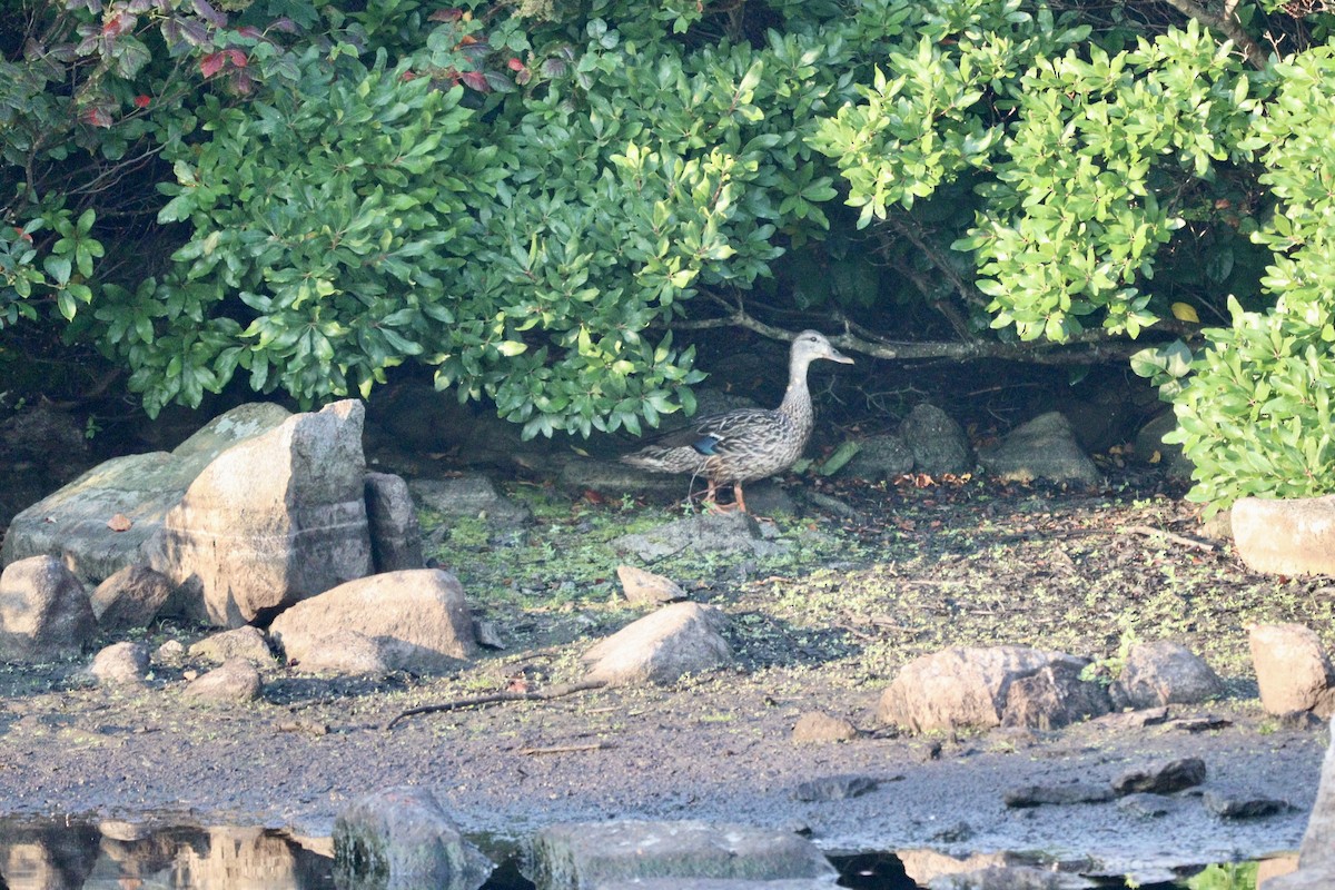 Yeşilbaş - ML640269842