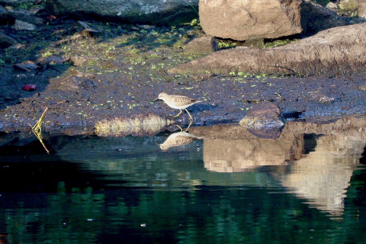 Cüce Kumkuşu - ML640269852