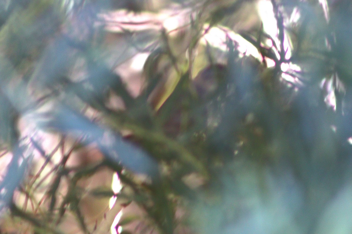 Lucy's Warbler - ML640269855