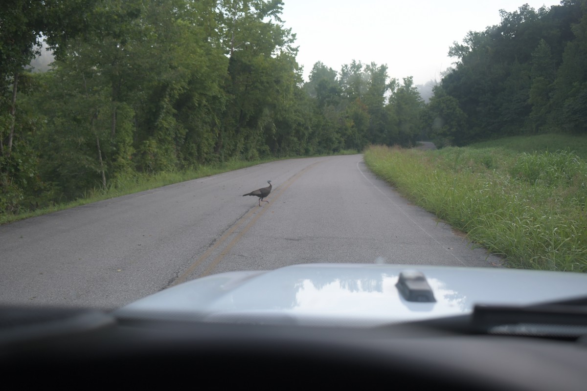 Wild Turkey - ML640269927