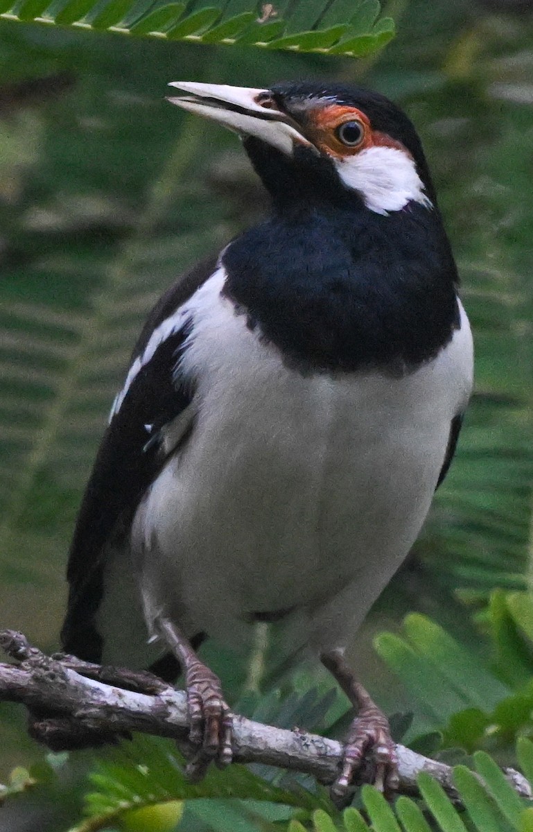 Javan Pied Starling - ML640269962
