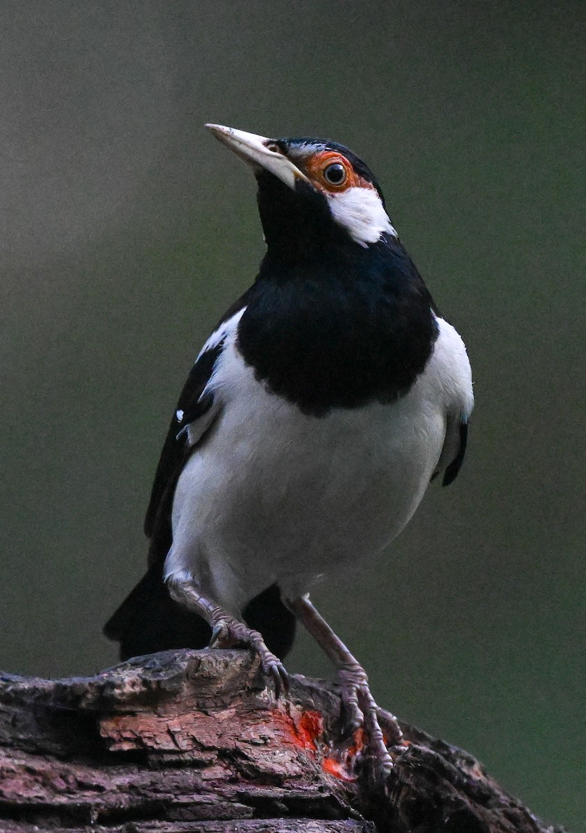 Javan Pied Starling - ML640269963