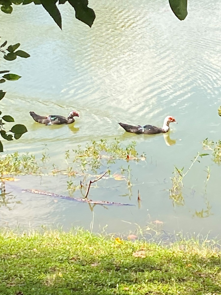 pižmovka americká (domestikovaná) - ML640269969