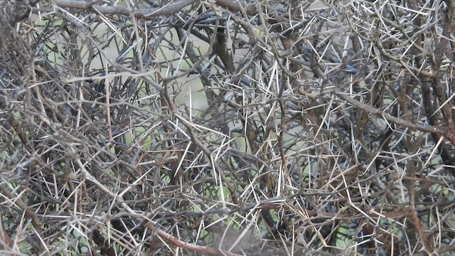 Necklaced Spinetail (La Libertad) - ML640269986