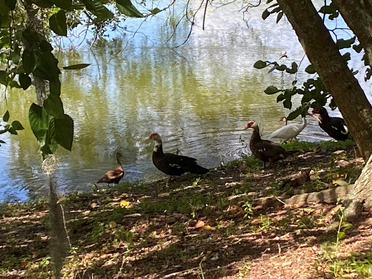 pižmovka americká (domestikovaná) - ML640270002