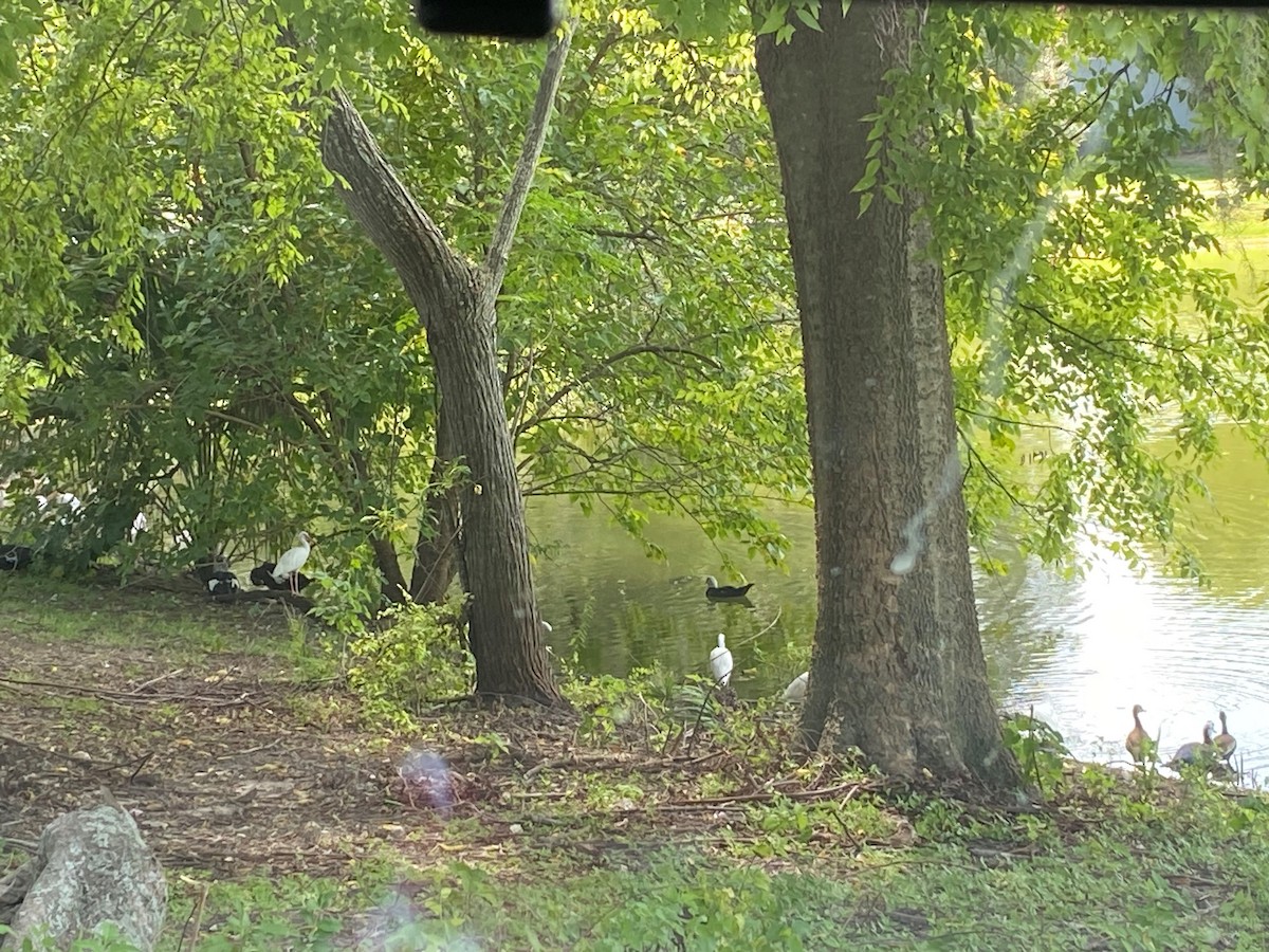 pižmovka americká (domestikovaná) - ML640270017