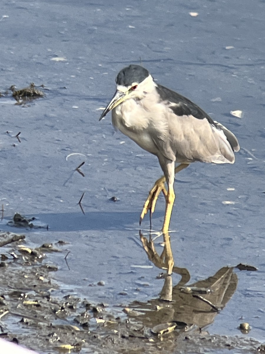 ゴイサギ - ML640270076