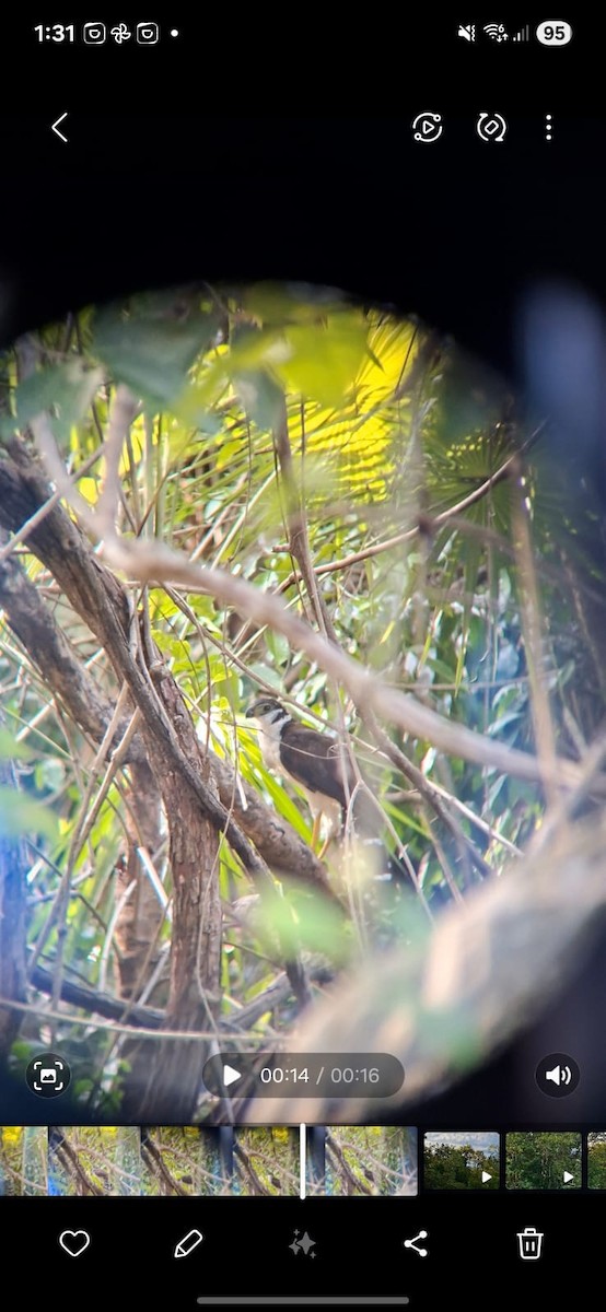 Collared Forest-Falcon - ML640270138